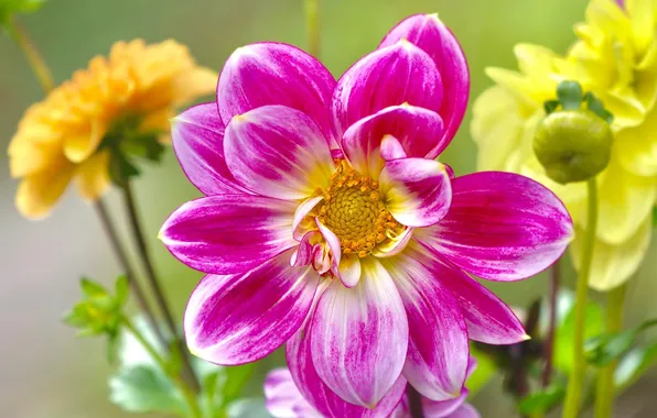 Flowers, bright, dahlias