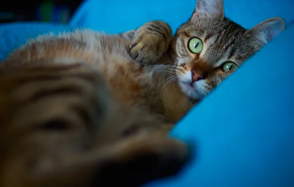 Cat, cat, look, pose, face