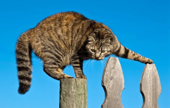 Cat, the fence, the situation