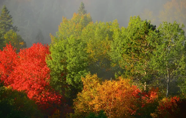 Autumn, forest, trees, fog, morning
