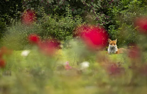 Grass, flowers, glade, foliage, garden, Fox, lies, the bushes