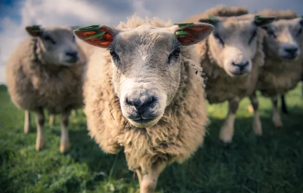 Sheep, spring, morning, Meadow