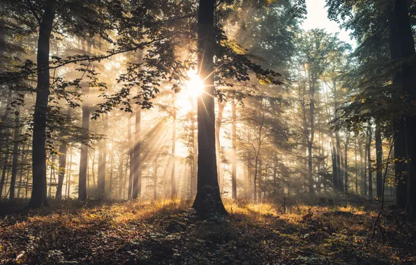 Autumn, forest, the sun, rays, light, trees, fog, Park