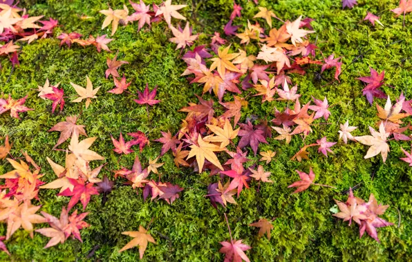 Picture autumn, grass, leaves, background, colorful, grass, background, autumn