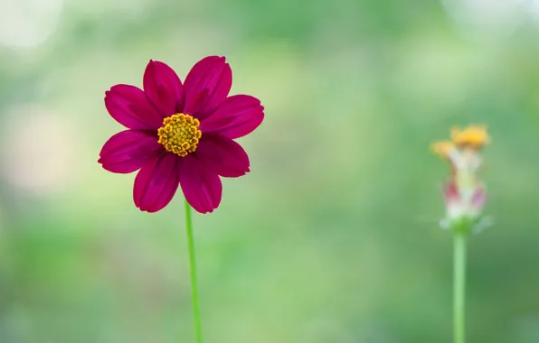 Nature, plant, petals, stem, dahlias