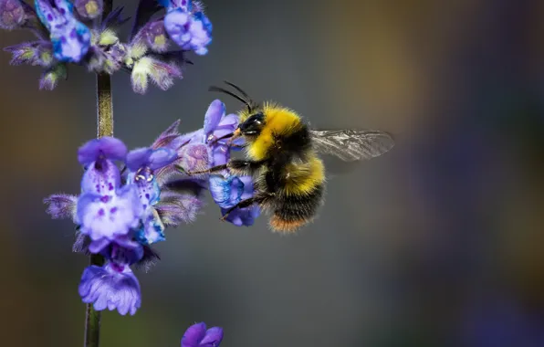 Macro, close-up, nature, bee, insect, blurred background, zetoc, collecting nectar