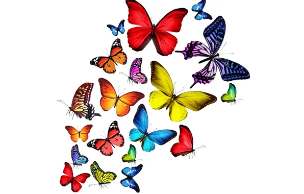 Butterfly, colorful, colorful, bright, butterflies, rainbow
