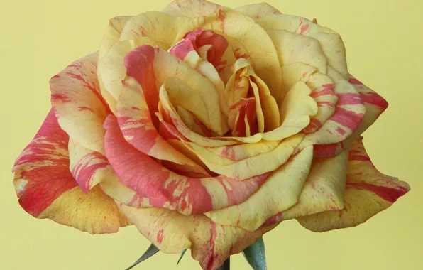 Picture roses, petals, buds