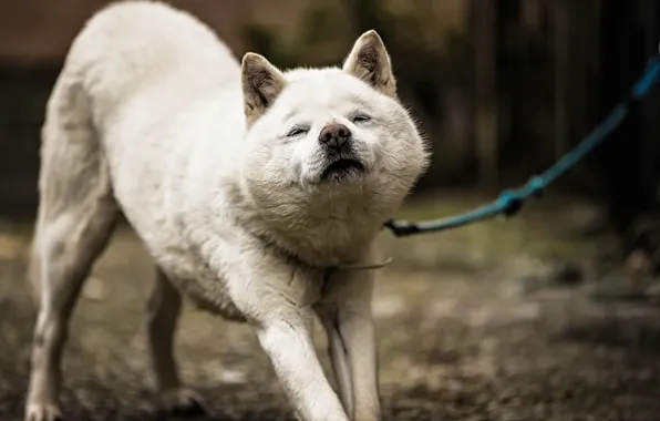 Background, each, dog