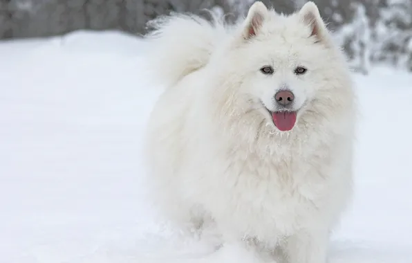 Picture winter, language, snow, dog, Samoyed