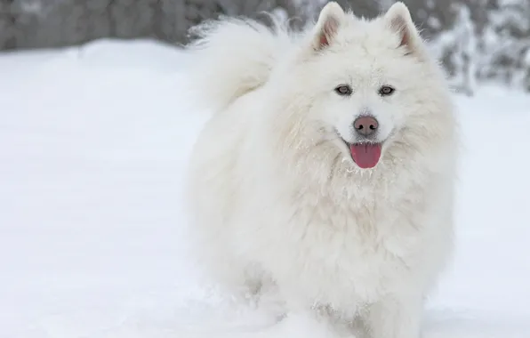 Winter, language, snow, dog, Samoyed