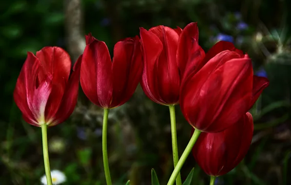 Spring, tulips, red, red, spring, Tulips