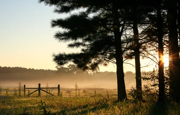 Field, forest, the sky, trees, fog, dawn, morning, USA