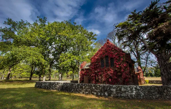 The sky, clouds, trees, flowers, stones, shadow, Australia, sunlight