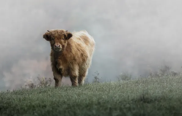 Picture cold, frost, grass, pasture, frost, cattle, bull