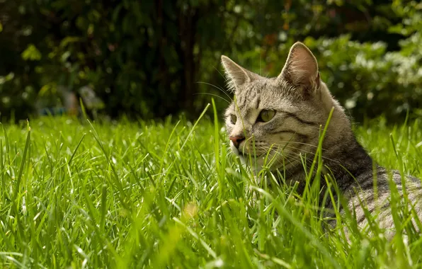 Picture cat, grass, lies