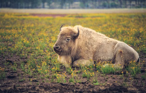 Flowers, rain, glade, lies, young, bull, Buffalo, calf