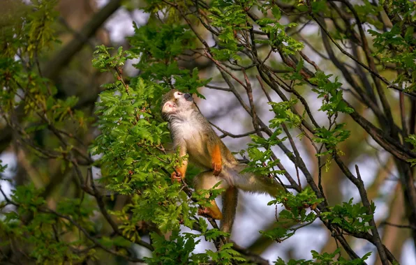 Picture branches, tree, monkey