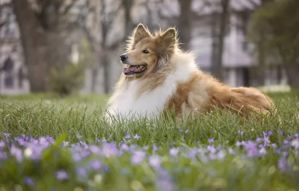 Picture grass, dog, bokeh, Rough collie