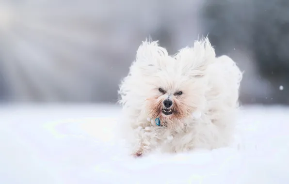 Snow, dog, walk, bokeh, The Havanese, shaggy