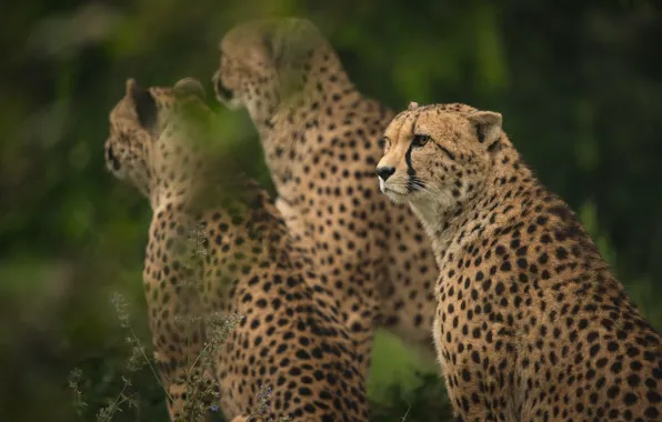 Picture greens, look, nature, background, Cheetah, three, wild cats, trio