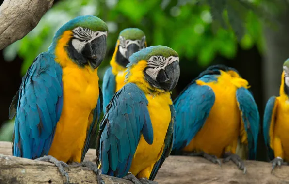 Stay, group, color, parrots