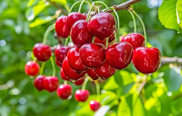 Summer, drops, macro, branches, red, cherry, berries, fruit