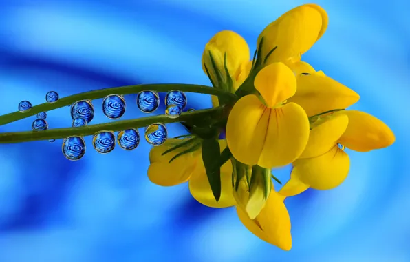 Picture drops, macro, background, Lotus corniculatus