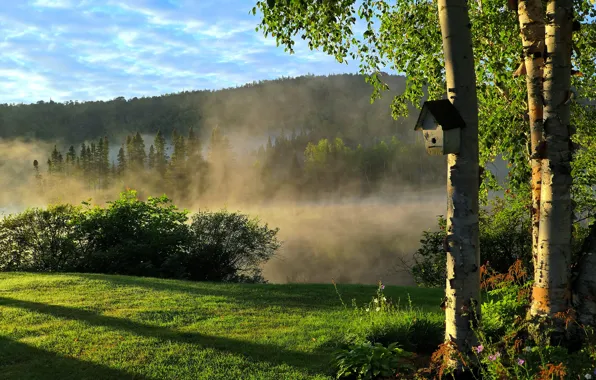 Forest, summer, the sky, grass, clouds, light, trees, fog