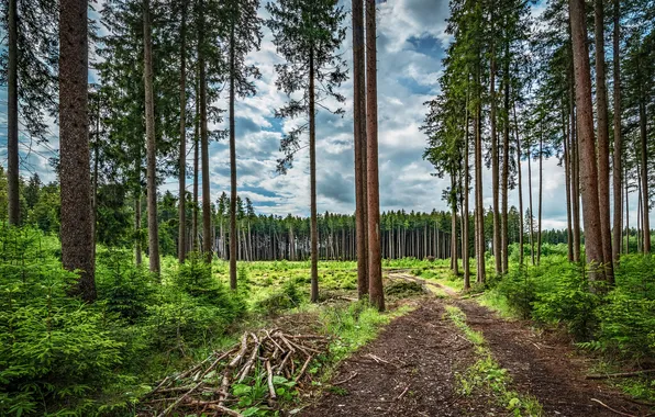 Road, greens, forest, the sky, clouds, trees, branches, trunks