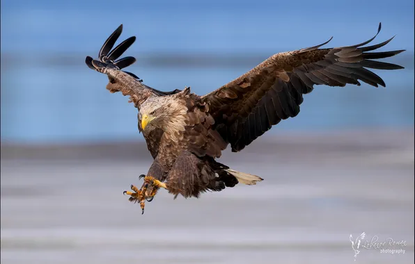 Flight, bird, predator, White-tailed eagle, wingspan, Lobanov Roman