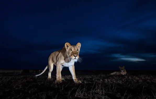 Night, animals, lions