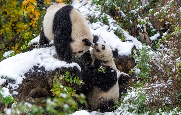 Winter, forest, snow, foliage, the game, bears, pair, Panda