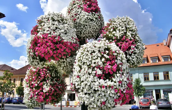 The sky, the city, street, home, bench, petunias, calibrachoa