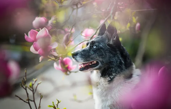 Look, face, flowers, branches, nature, portrait, dog, spring