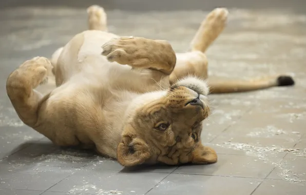 Picture Leo, lioness, lion, Svetlana Pisareva