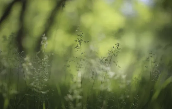 Picture greens, summer, nature, background, weed