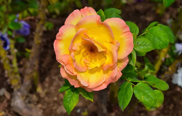 Flower, leaves, branches, rose, orange, garden, yellow, bokeh