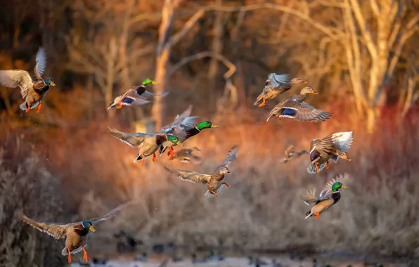 Birds, duck, flight, landing, bokeh