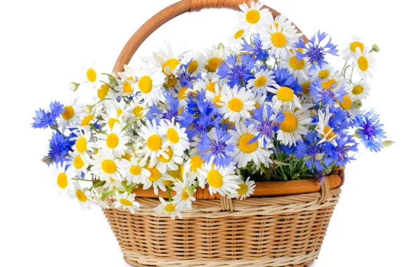 Basket, chamomile, cornflowers, wildflowers, white background