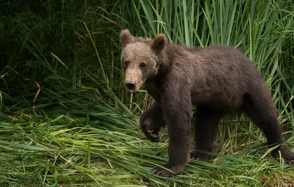 Grass, look, face, pose, portrait, paws, bear, bear