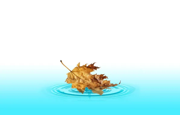 Water, autumn, fall, leave