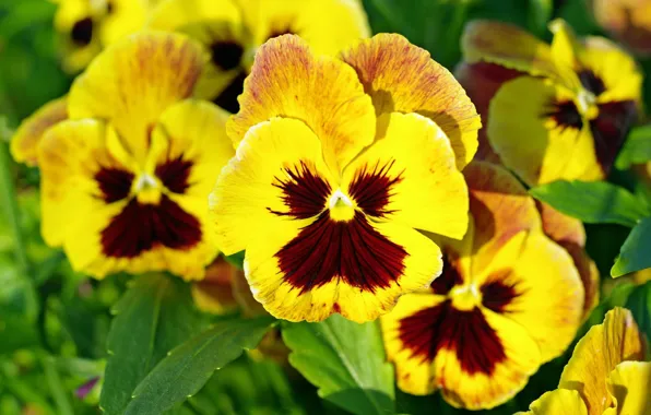 Macro, yellow, petals, Pansy, viola