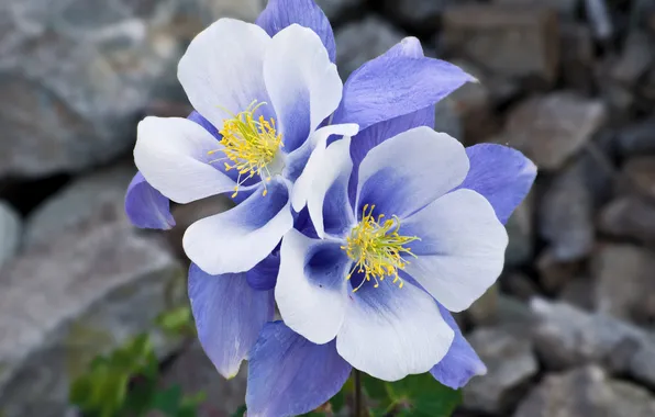 Picture macro, flowers, blue, stones, blue, tenderness, Aquilegia, Aquilegia