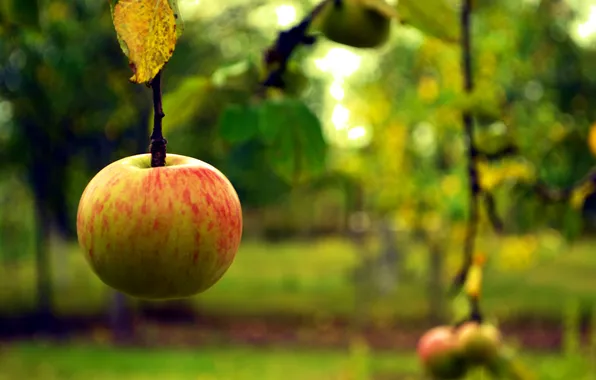 Picture autumn, macro, Apple