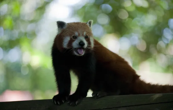 Picture language, mustache, Panda, tail, claws, fur, ears, panda