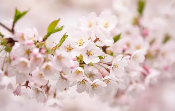 Flowers, pink, tenderness, branch, spring, petals, blur, Sakura