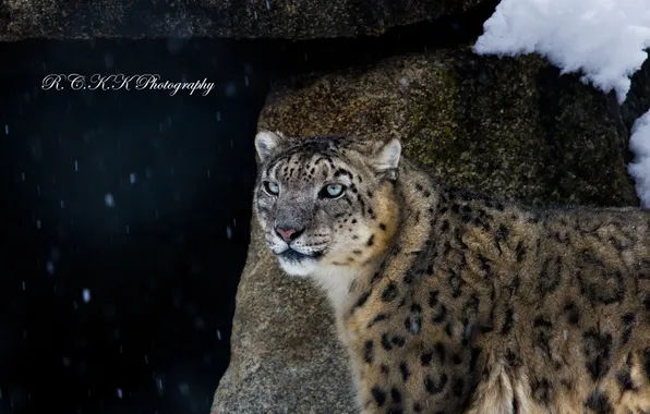 Picture look, predator, IRBIS, snow leopard
