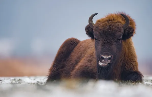 Face, nature, background, portrait, lies, horns, young, bull