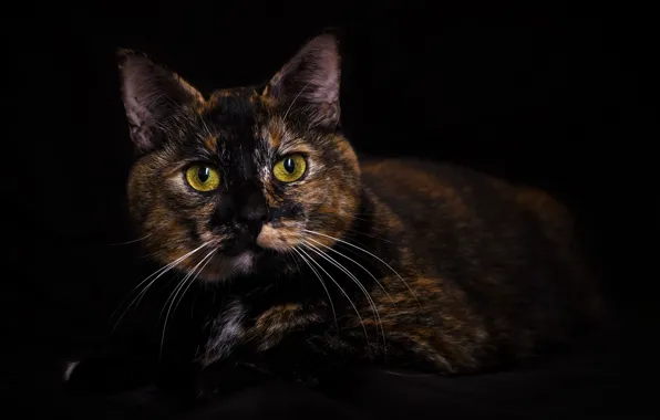 Cat, look, the dark background, portrait, tri-color